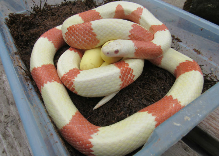 Albino Honduran Milk Snake